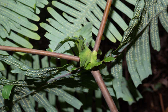 Image of Dicranopteris splendida (Hand.-Mazz.) Tag.