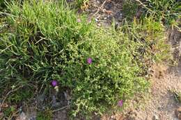 Imagem de Drosanthemum autumnale L. Bol.