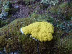 Image of Dog vomit slime mold