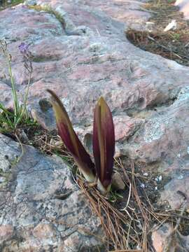 Image of Biarum tenuifolium subsp. abbreviatum (Schott) K. Richt.