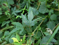 Image of Prickly hibiscus creeper