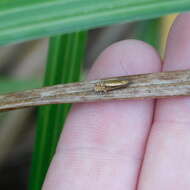 Image of Glyphipterix scintilella Walker 1864