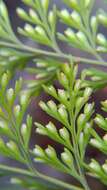 Image of black rabbitsfoot fern