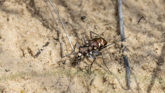 Imagem de Cicindela (Cicindela) nordmanni Chaudoir 1848