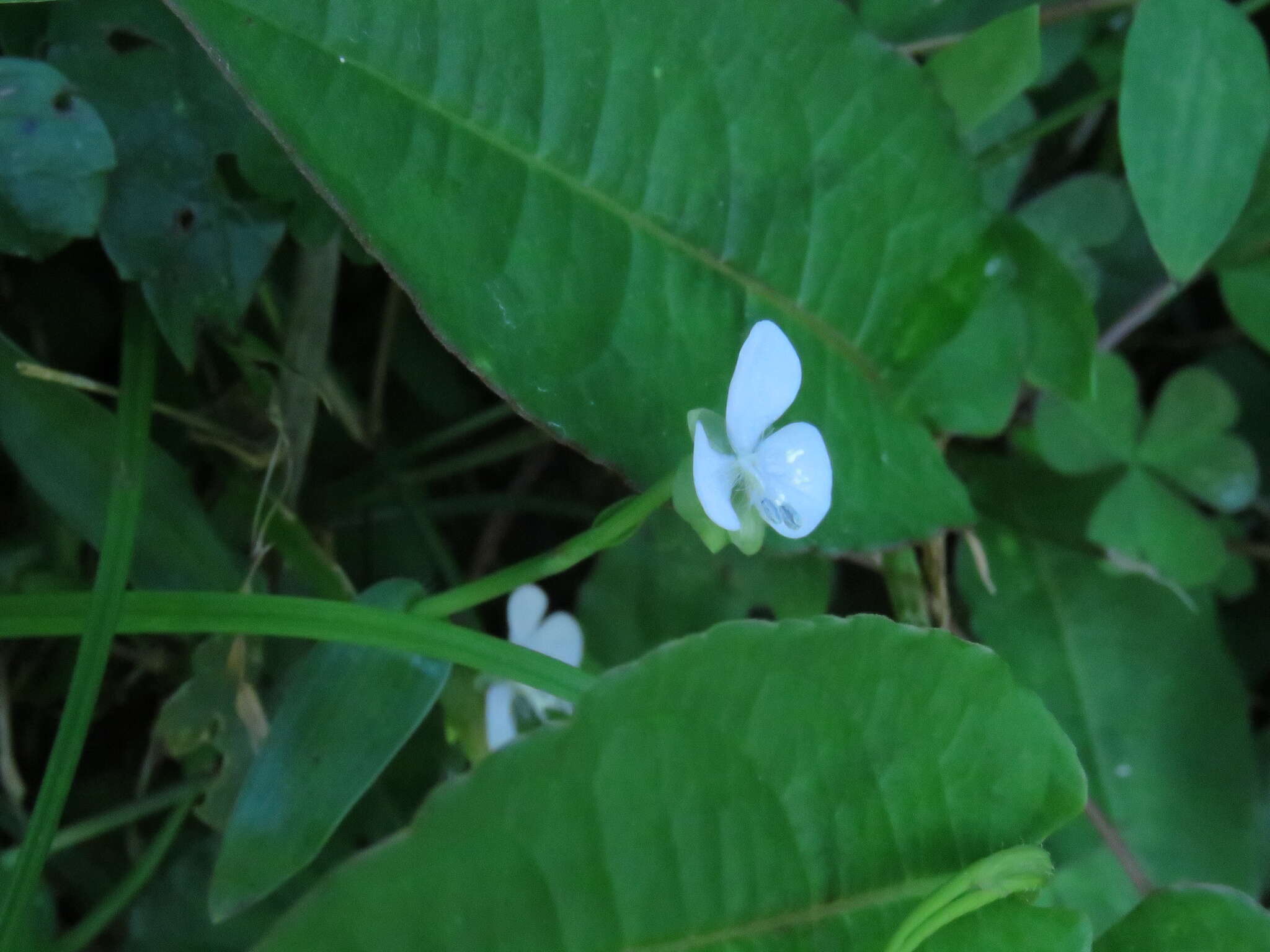 Image of Murdannia loriformis (Hassk.) R. S. Rao & Kammathy