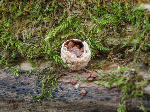 Image of Nidularia deformis (Willd.) Fr. 1817