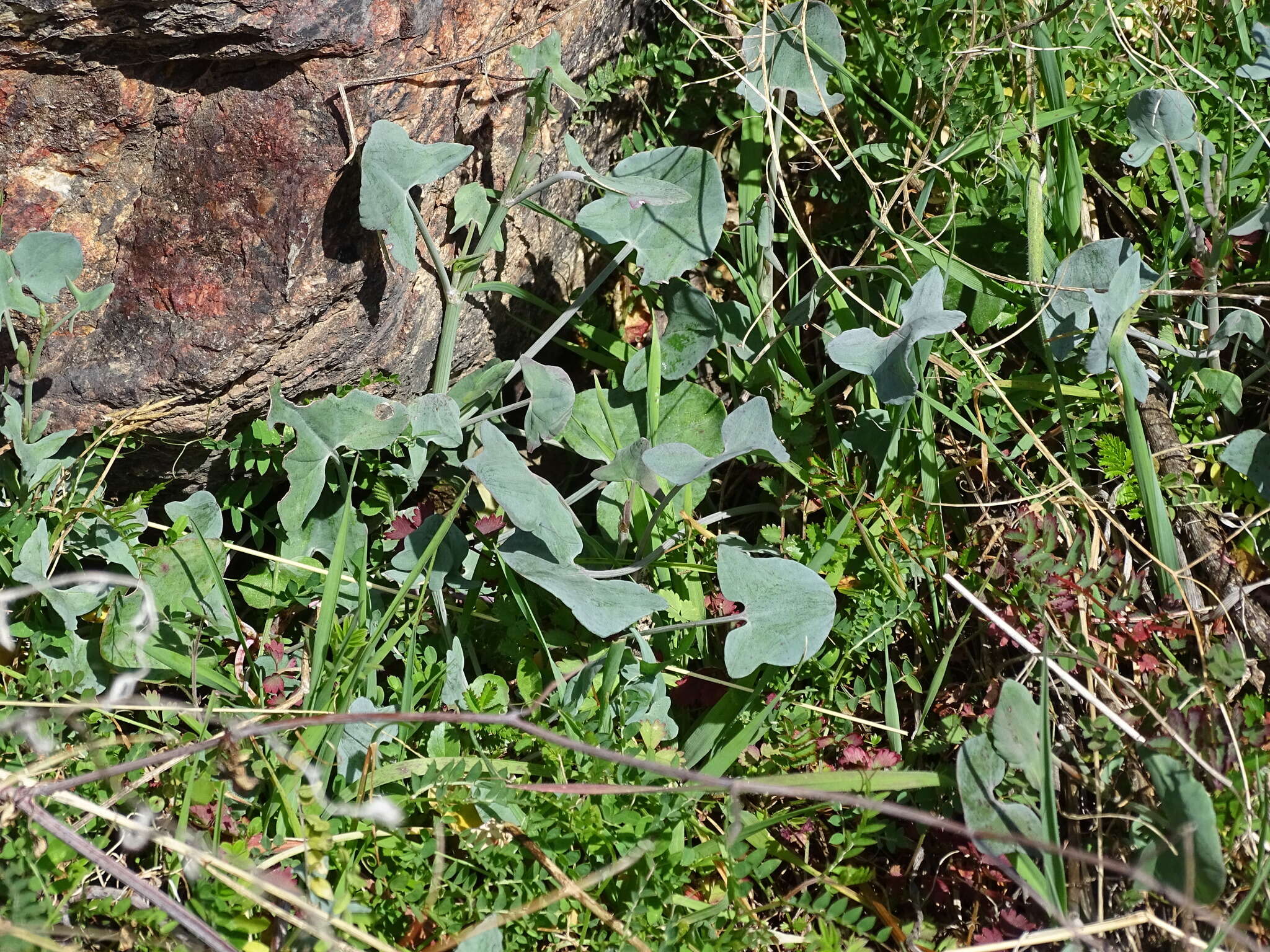 Image of Rumex induratus Boiss. & Reuter