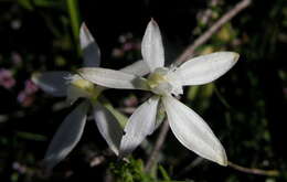 Image of Caladenia marginata Lindl.