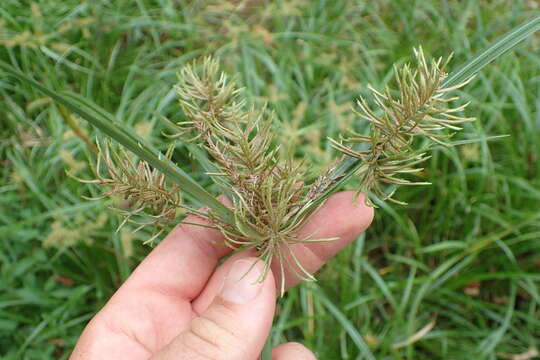 Image of Red-Root Flat Sedge