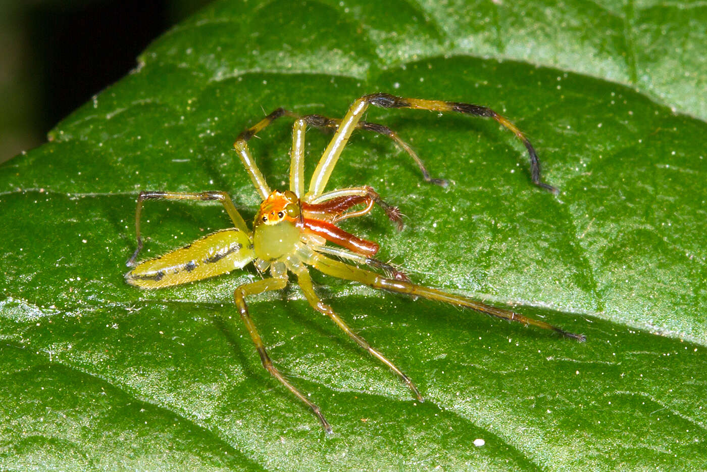 Image of Magnolia Green Jumper