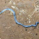 Image of Bicoloured Reed Snake