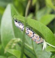 Image of Ornate Bella Moth