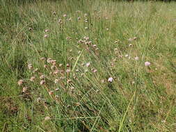 Imagem de Armeria maritima subsp. elongata (Hoffm.) Bonnier