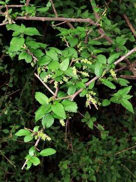 Image de Acalypha sonderiana Müll. Arg.