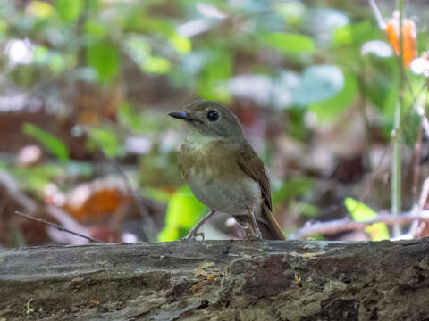 Image of Fulvous-chested Jungle Flycatcher