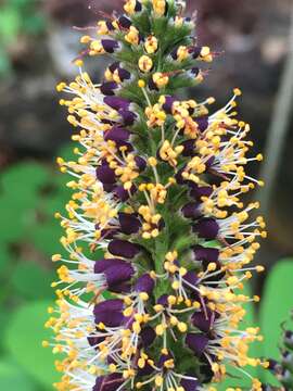 Image of Ouachita False Indigo