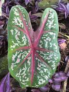 Image of Caladium bicolor (Aiton) Vent.