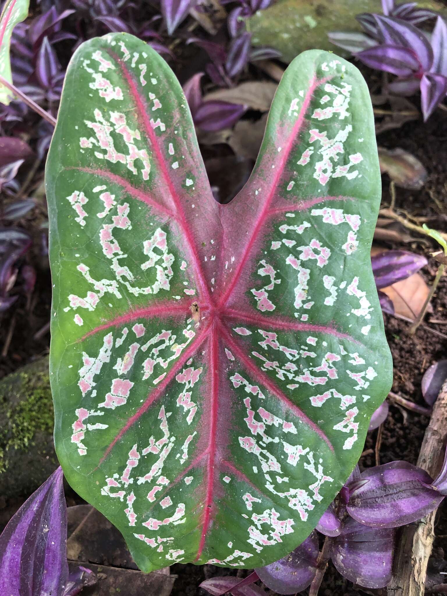 Image of Caladium bicolor (Aiton) Vent.