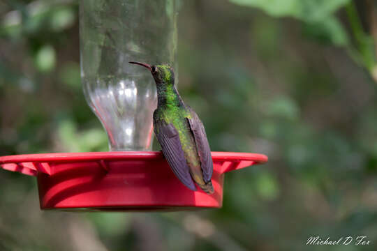 Image of Buff-bellied Hummingbird