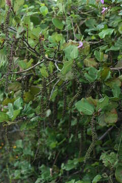 صورة Coccoloba barbadensis Jacq.