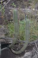 Cipocereus minensis subsp. leiocarpus N. P. Taylor & Zappi resmi