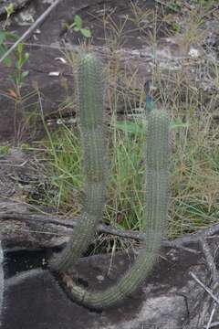 Cipocereus minensis (Werderm.) F. Ritter resmi