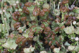 Image of cup lichen