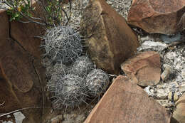 Image of Coryphantha neglecta L. Bremer