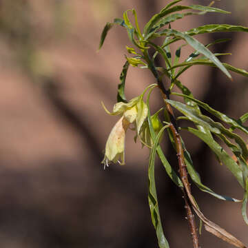 Image of Eremophila alatisepala R. J. Chinnock