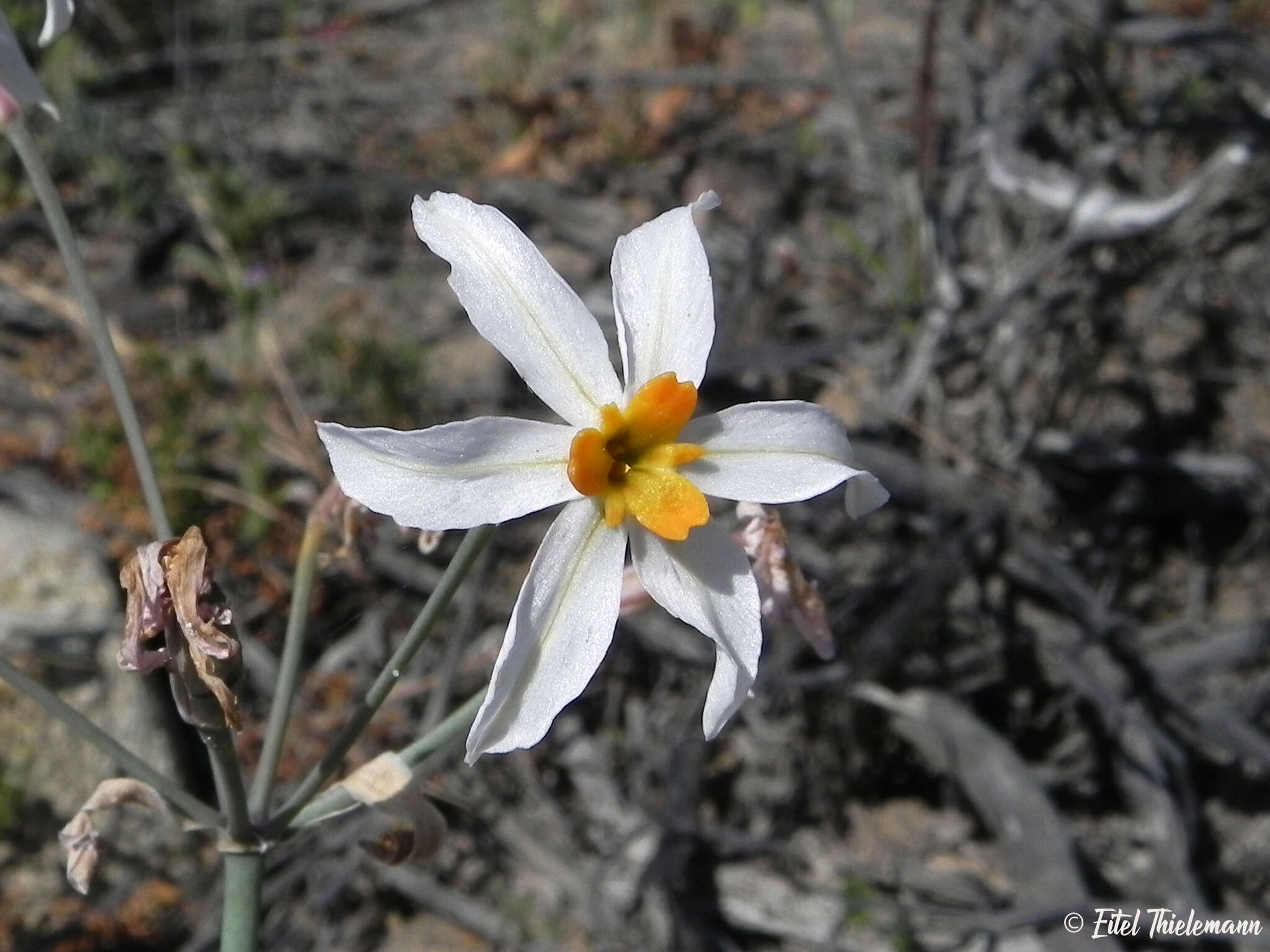 Imagem de Leucocoryne narcissoides Phil.