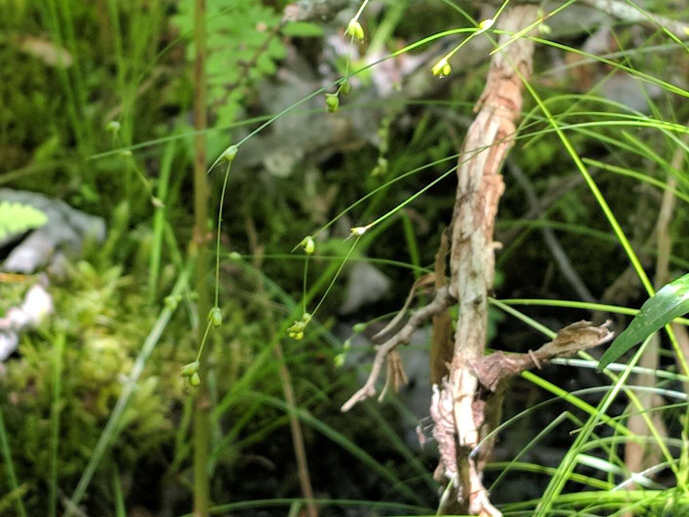 Image of softleaf sedge