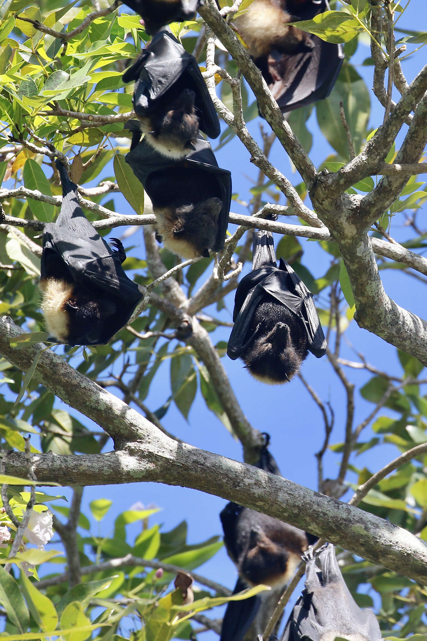 Image of Insular Flying Fox