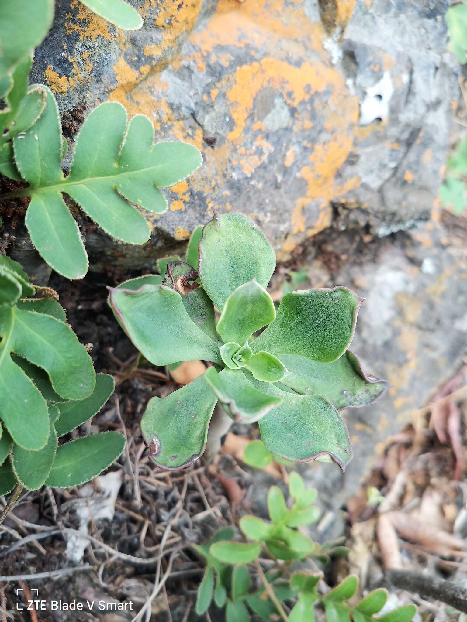 Image of Echeveria chapalensis R. Moran & C. H. Uhl