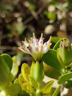 Image of Tuft flower