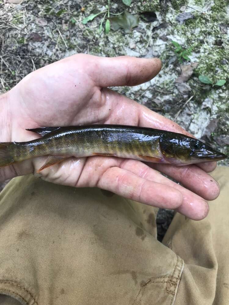 Sivun Esox americanus americanus kuva