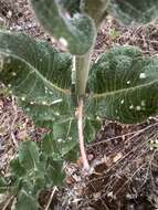 Image of Asclepias otarioides E. Fourn.