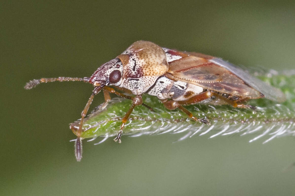 Image of Kleidocerys ericae (Horvath & G. 1909)