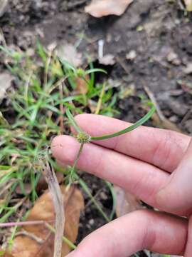 Image of Cyperus hortensis (Salzm. ex Steud.) Dorr