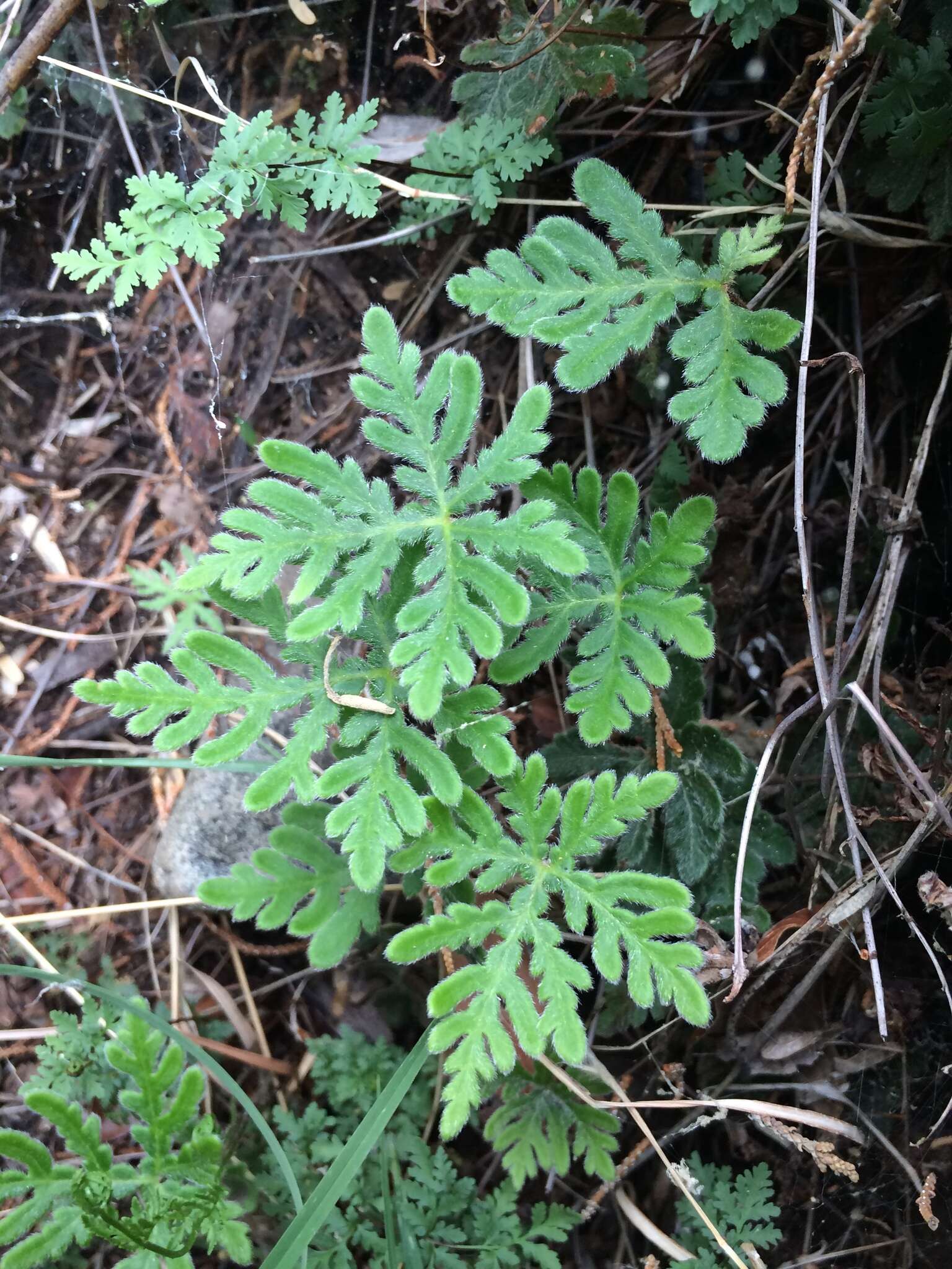 Image of bommeria fern