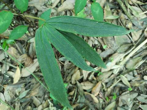 صورة Ardisia crispa (Thunb.) A. DC.