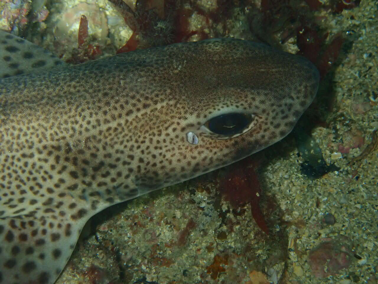 Image of Lesser Spotted Dogfish