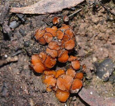 Imagem de Anthracobia muelleri (Berk.) Rifai 1968