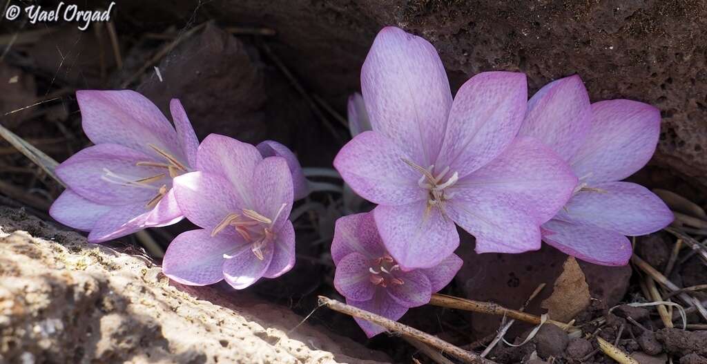 Image of Colchicum feinbruniae K. Perss.