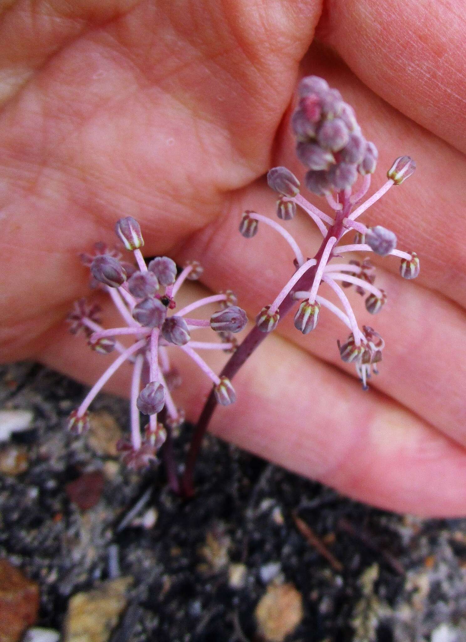 Image of Ledebouria ovalifolia (Schrad.) Jessop