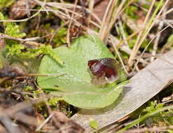 Image of Tiny helmet orchid