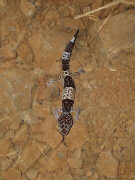 Image of Western Indian Leopard Gecko