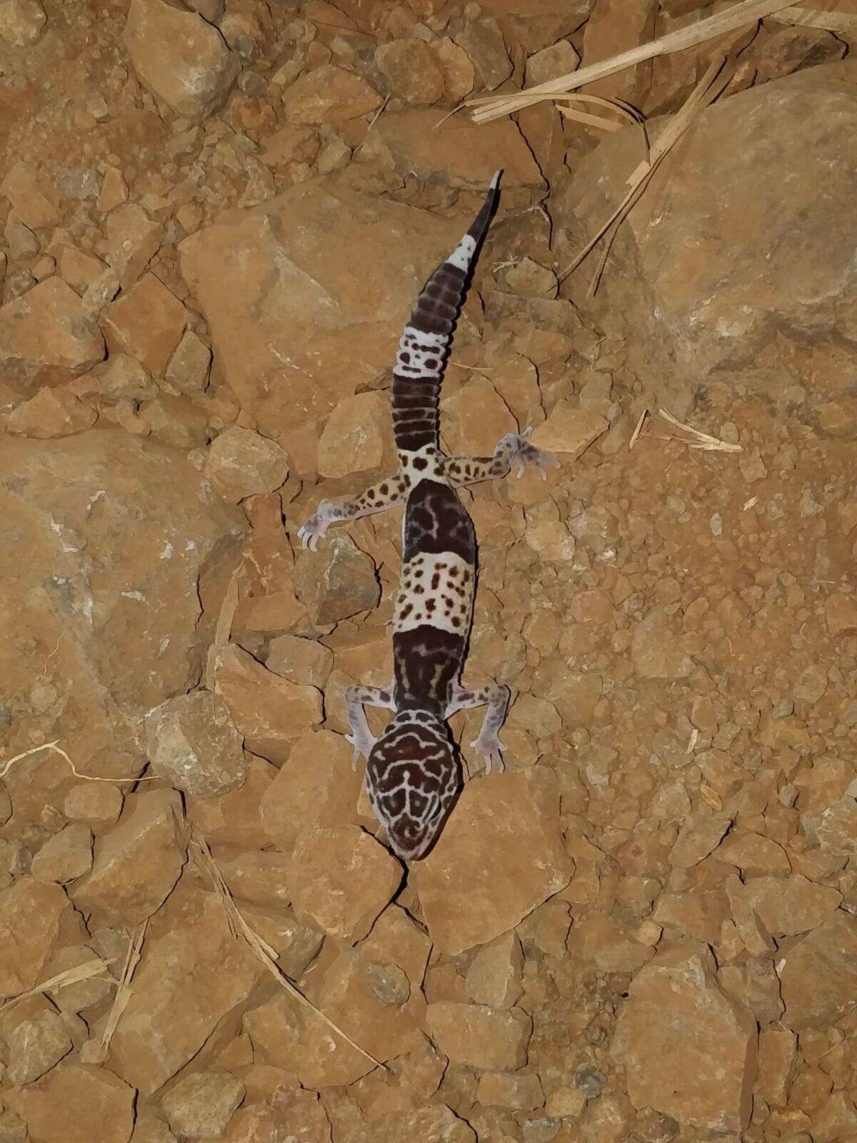 Image of Western Indian Leopard Gecko