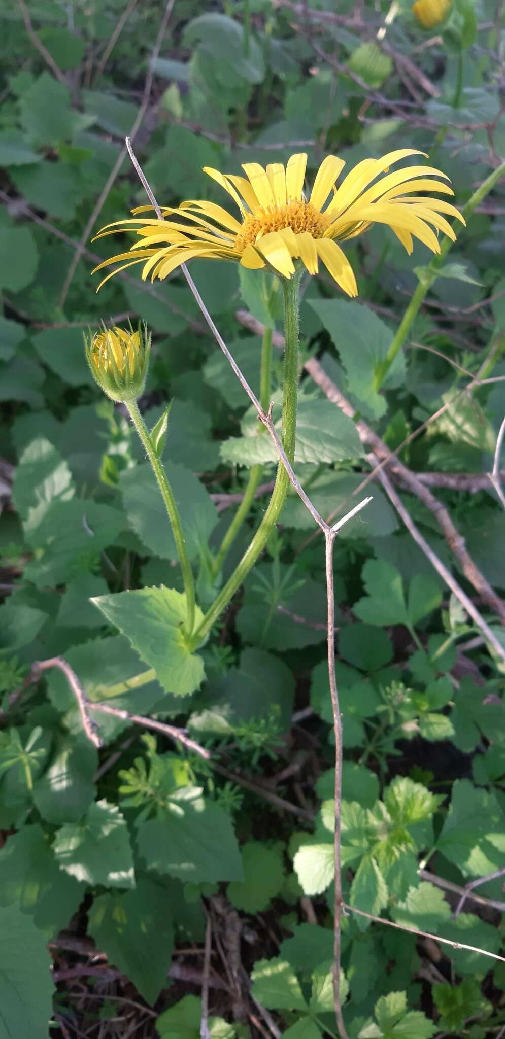 Imagem de Doronicum pardalianches L.