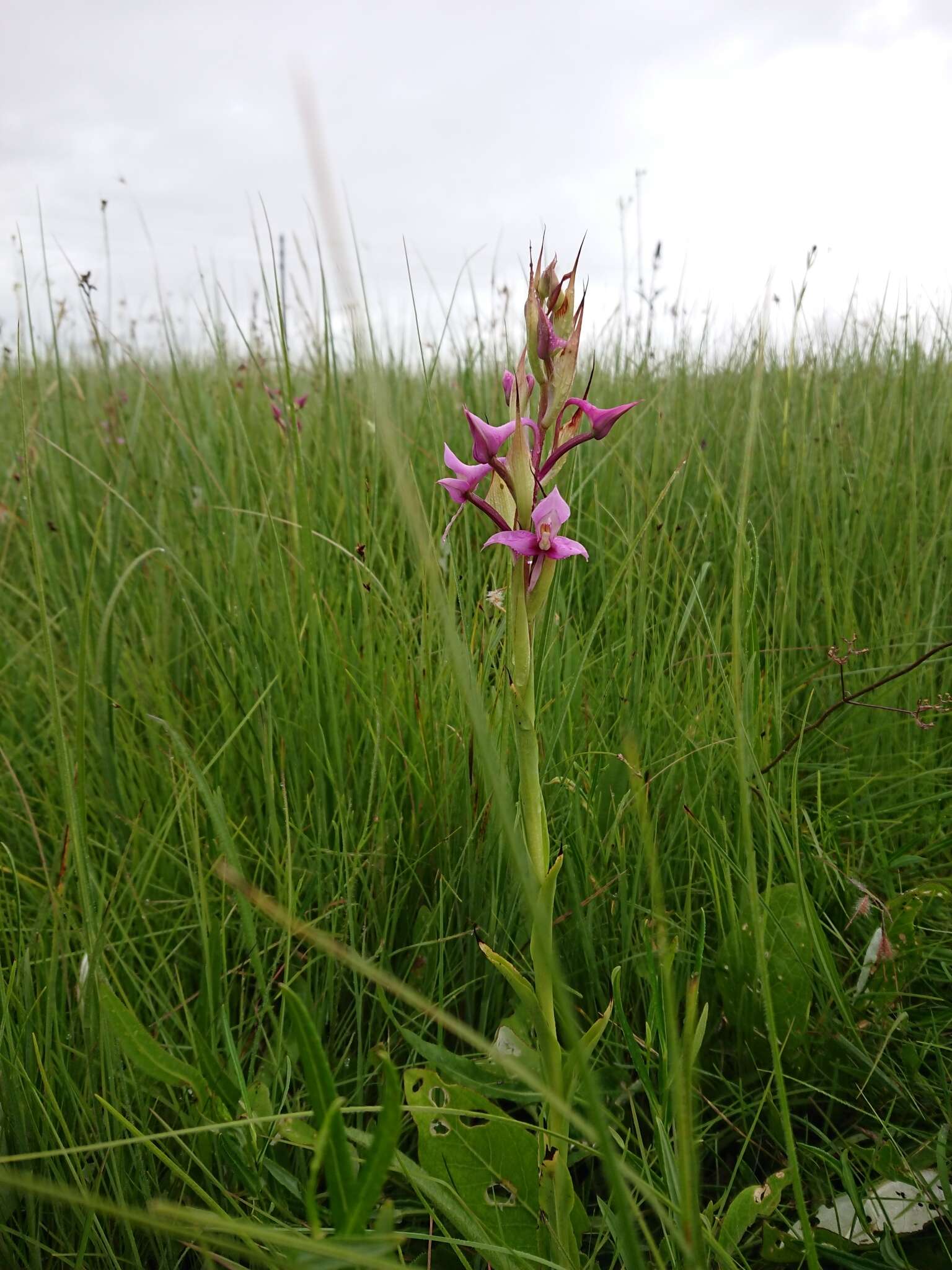 Image of Disa zuluensis Rolfe