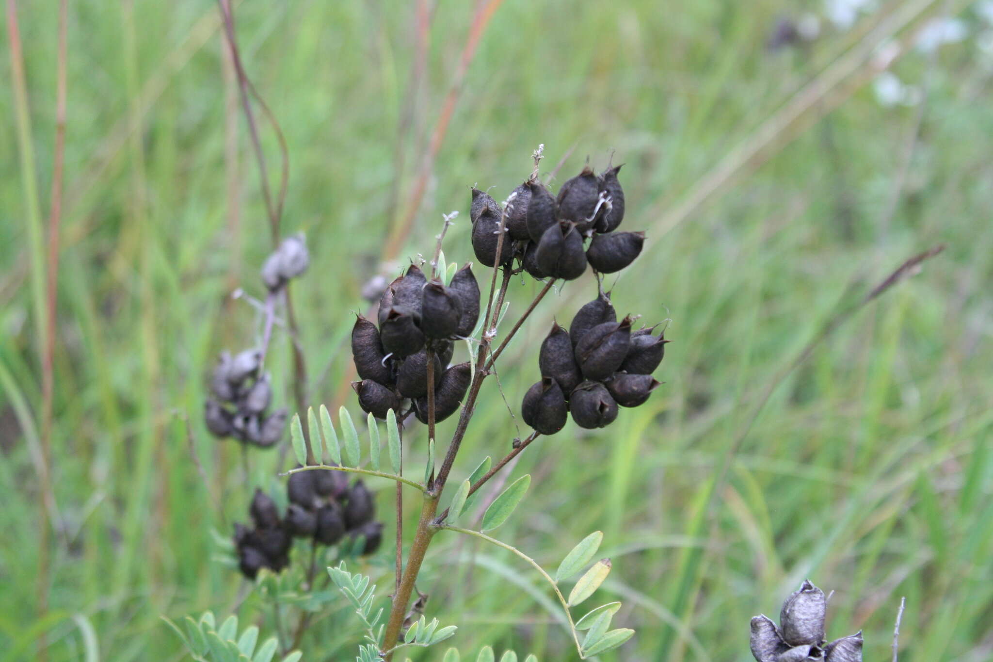 Image of Cooper's milkvetch